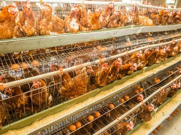 Nigeria Broiler Farming: Maximize Profit – Earn ₦1–1.2M In 6 Months