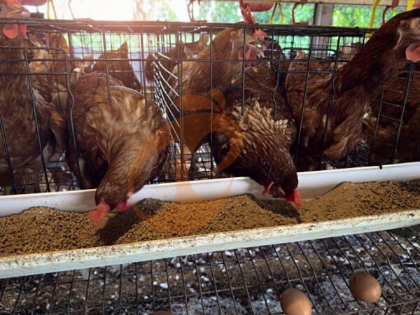 chicken battery cage poultry farm (10)