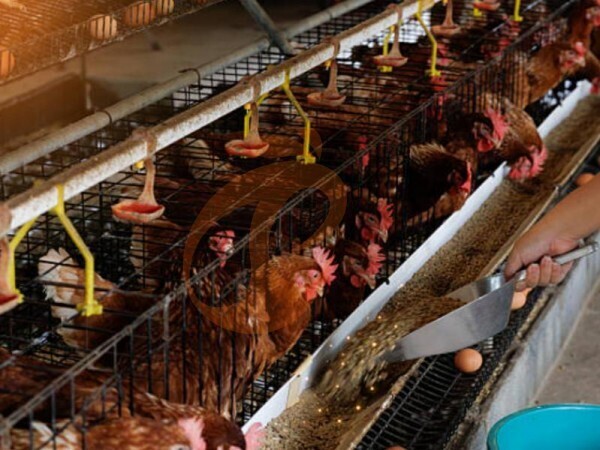 chicken battery cage poultry farm (11)