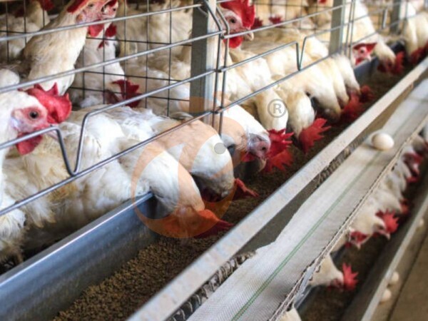 What Is The Daily Feed Consumption In An A Type Chicken Cage System For Layers In Ethiopia? 5 Estimates
