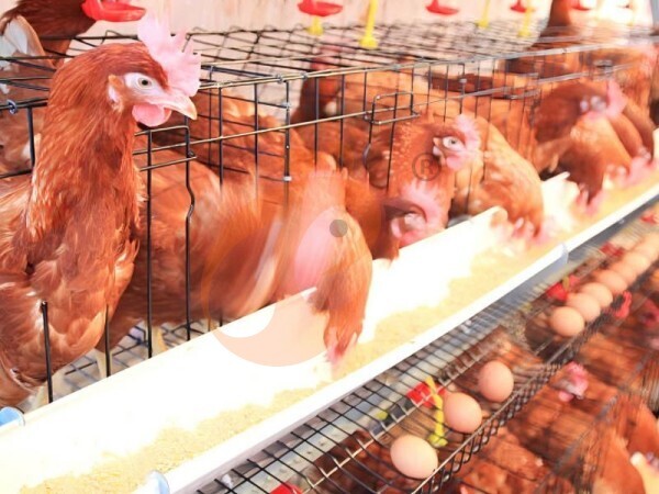 Deep Litter VS Battery Cage: How To Manage Poultry Health 6 Key Tips