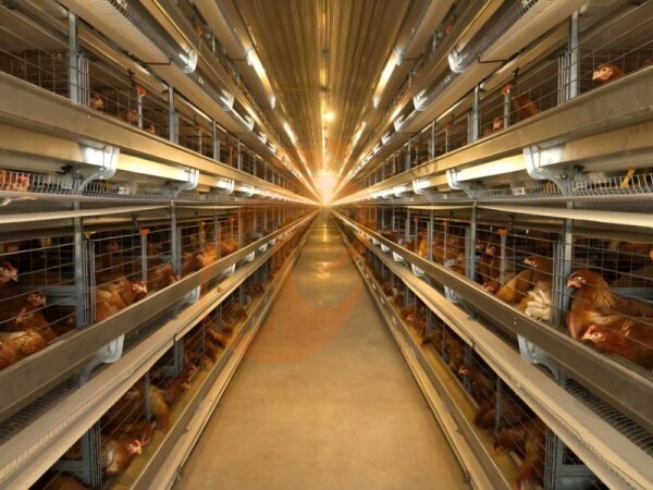 chicken battery cage poultry farming (1)