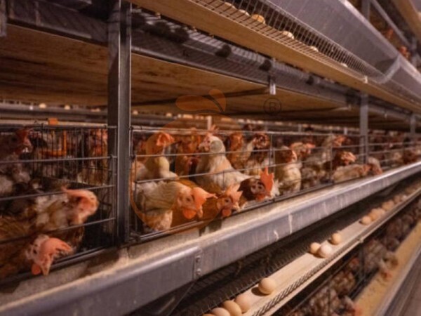 chicken battery cage poultry farming (10)