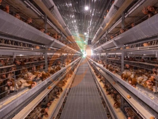 chicken battery cage poultry farming (11) Chicken Cage Design And Advantage