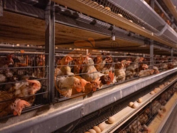 chicken battery cage poultry farming (14)