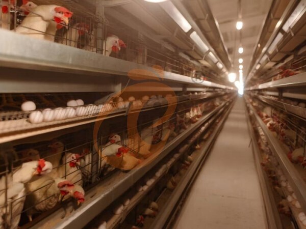 5 Tips To Optimize Ethiopian Pellet Machine Feed Flow