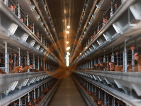 chicken battery cage poultry farming (29)