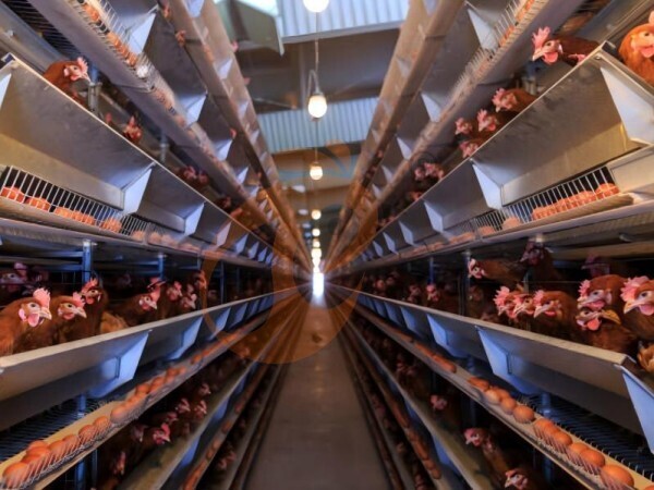 What Safety Features Should An A Type Poultry Cage System Have In Ethiopia? 5 Must-Check Points