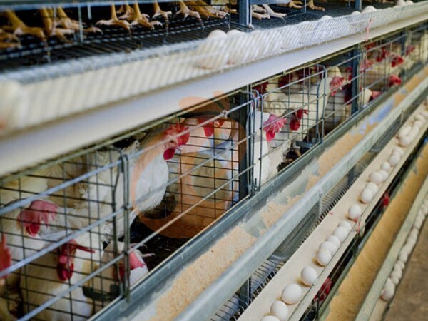 chicken battery cage poultry farming (43)