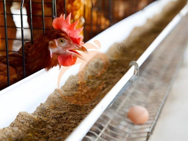 chicken battery cage poultry farming (59)