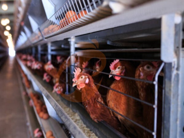 chicken battery cage poultry farming (67)