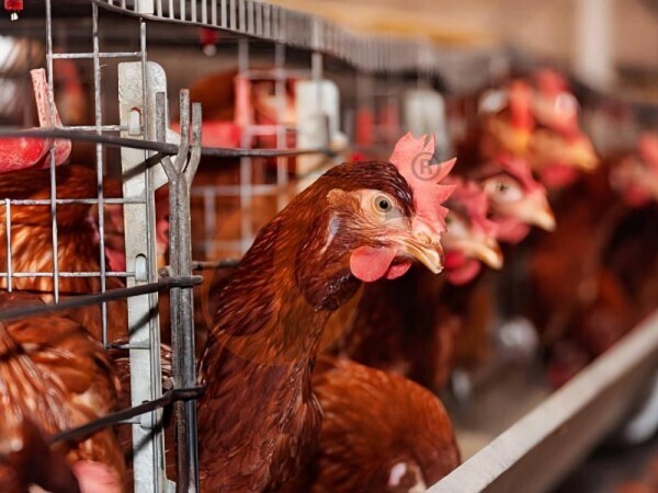 Ethiopia H-Type Chicken Cages For Sale | 5 Key Buying Factors & Price