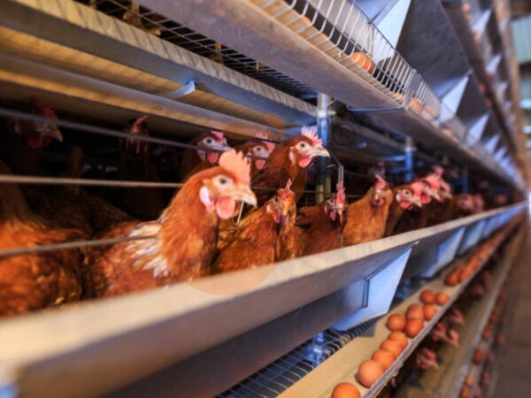 Steps To Start 30,000 To 50,000 Chickens Poultry Farm