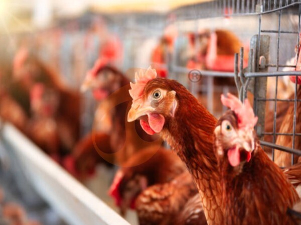 chicken battery cage poultry farming (82) Steps To Start 300,000 To 1,000,000+ Chickens Poultry Farm