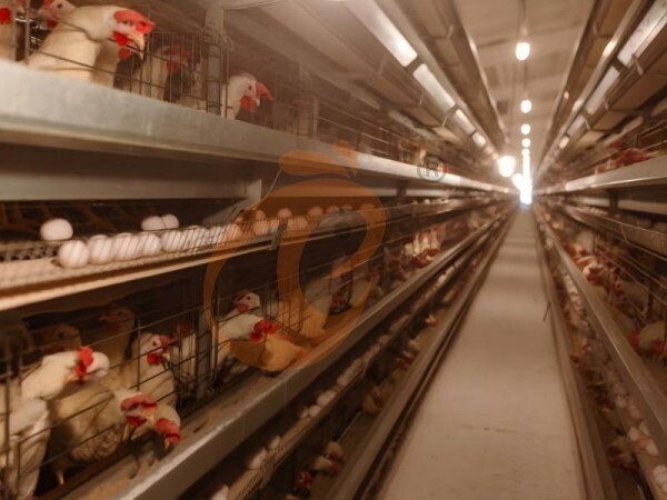 5 Critical Factors When Buying Ethiopian H Type Chicken Cages For Export