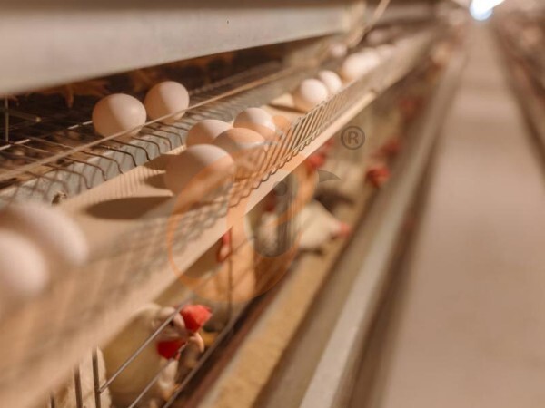 Ethiopian H Type Chicken Cages Vs Vertical Layer Systems: Which Saves Labor And Space?