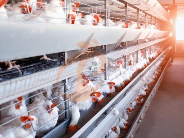 Automatic Vs Semi-Automatic Ethiopian H Type Chicken Cages: Which To Choose?