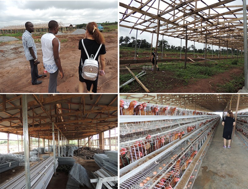 poultry farm chicken cage