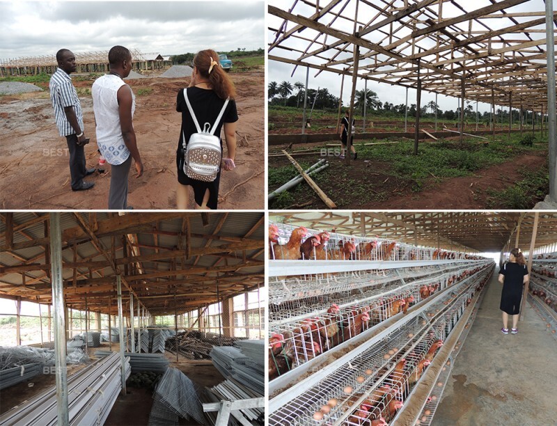 poultry farm chicken cage