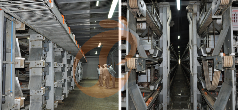 European poultry farm chicken cage (4).png