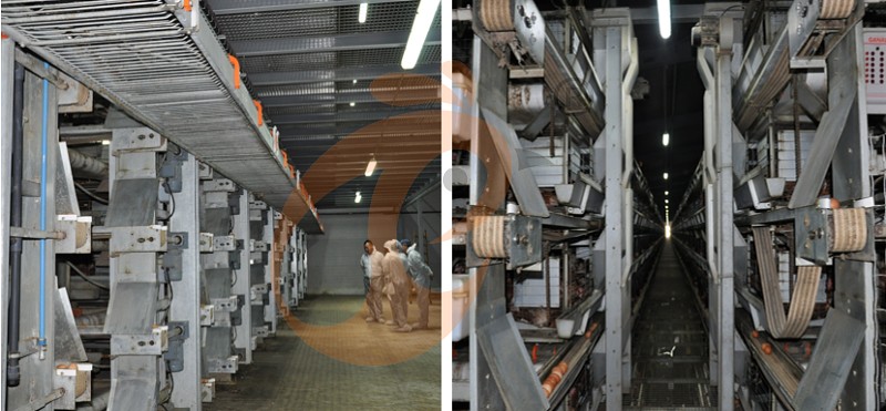 European poultry farm chicken cage (4).png
