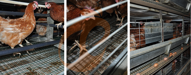 European poultry farm chicken cage (1).png