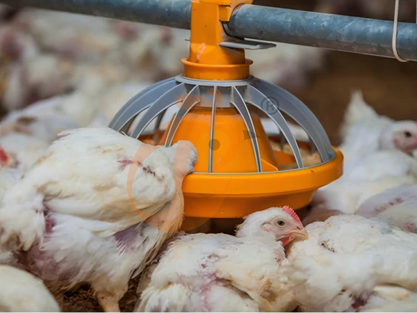broiler poultry farm (11)(1) broiler poultry farm (11)(1)