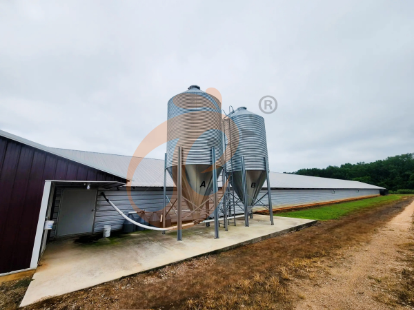 What Are Ethiopian H Type Chicken Cages And How Do They Work In Poultry Farms?