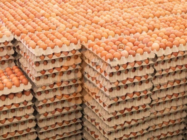 poultry farm (3) Steps To Start 300,000 To 1,000,000+ Chickens Poultry Farm