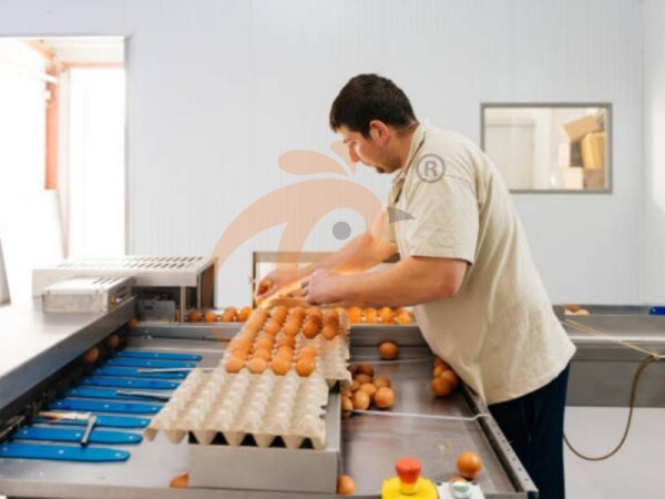 poultry farm (4) Steps To Start 300,000 To 1,000,000+ Chickens Poultry Farm