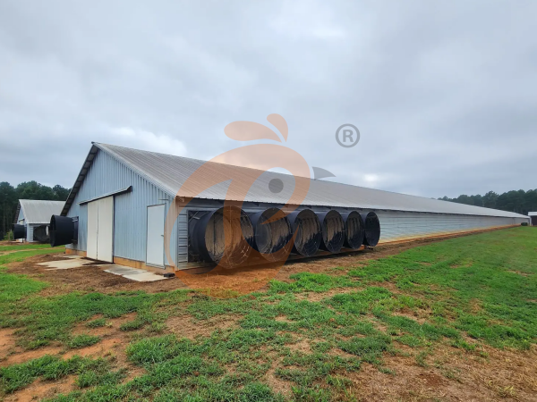 Steps To Start 30,000 To 50,000 Chickens Poultry Farm