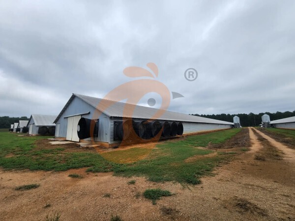 Steps To Start 30,000 To 50,000 Chickens Poultry Farm