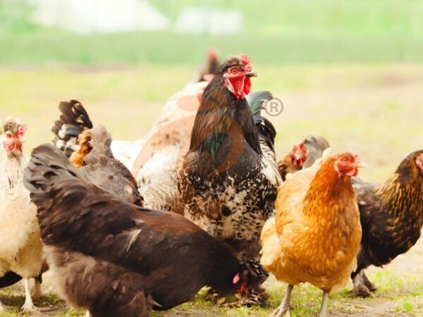 poultry farm (2) Steps To Start 50,000 To 200,000 Chickens Poultry Farm