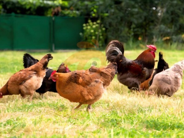 Steps To Start 30,000 To 50,000 Chickens Poultry Farm