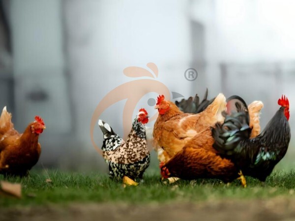 poultry farm (3)