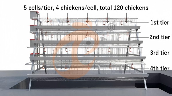 battery cage poultry farm