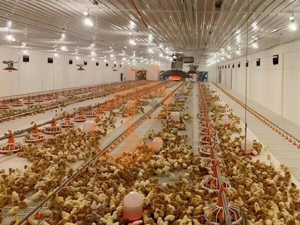 poultry slatted floor system (4) Brooder Slatted Floor System