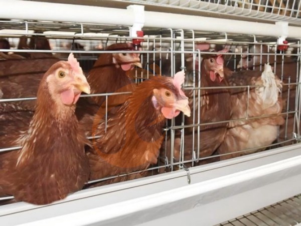H A chicken battery cage for layers in poultry farm (7)