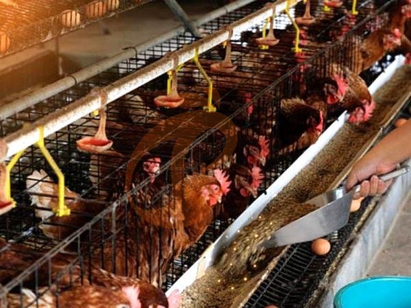 battery cage price for layer chicken in poultry farm (48)