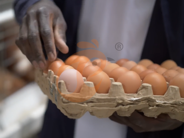 A H layer chicken battery cage price in poultry farm (21)