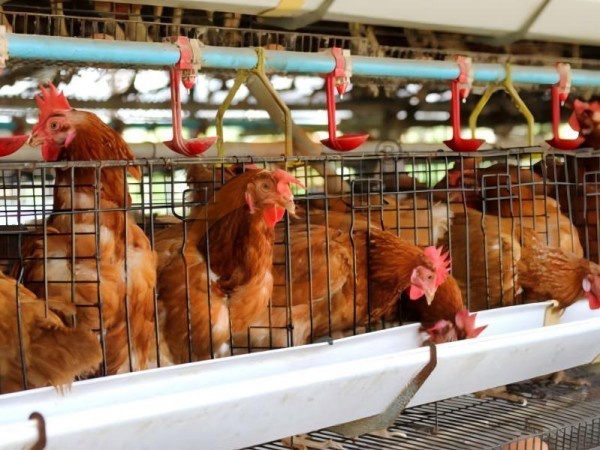 A H layer chicken battery cage price in poultry farm (42)