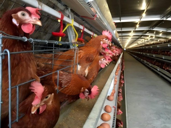 A H layer chicken battery cage price in poultry farm (71)