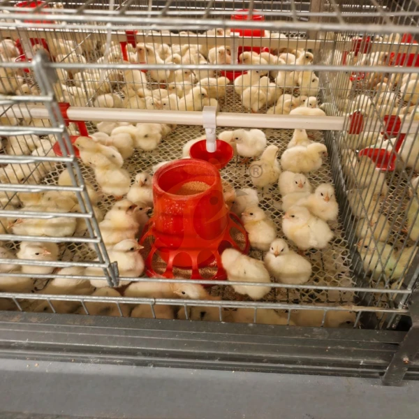 Brooder Battery Cage System