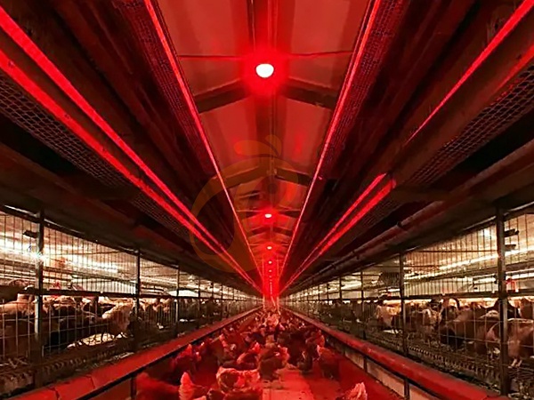 Chicken Coop Lighting Equipment1 (6)