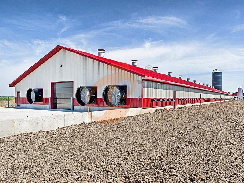 What Is A Poultry Farm? Meaning, Types, And How It Works