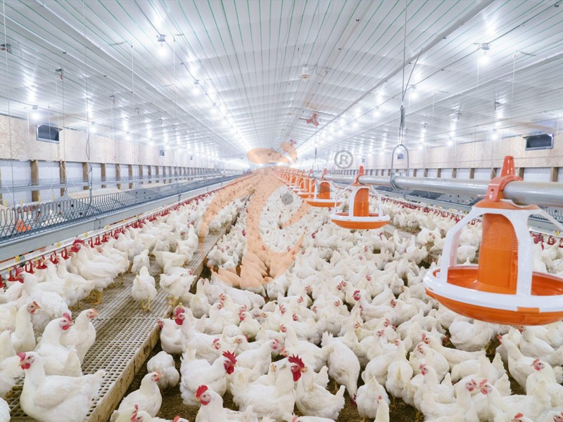 What Is A Poultry Farm? Meaning, Types, And How It Works