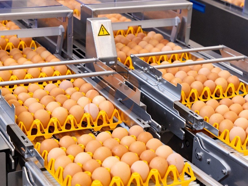 What Is A Poultry Farm? Meaning, Types, And How It Works