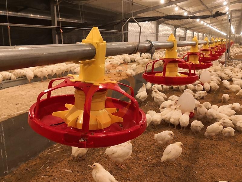 What Is A Poultry Farm? Meaning, Types, And How It Works
