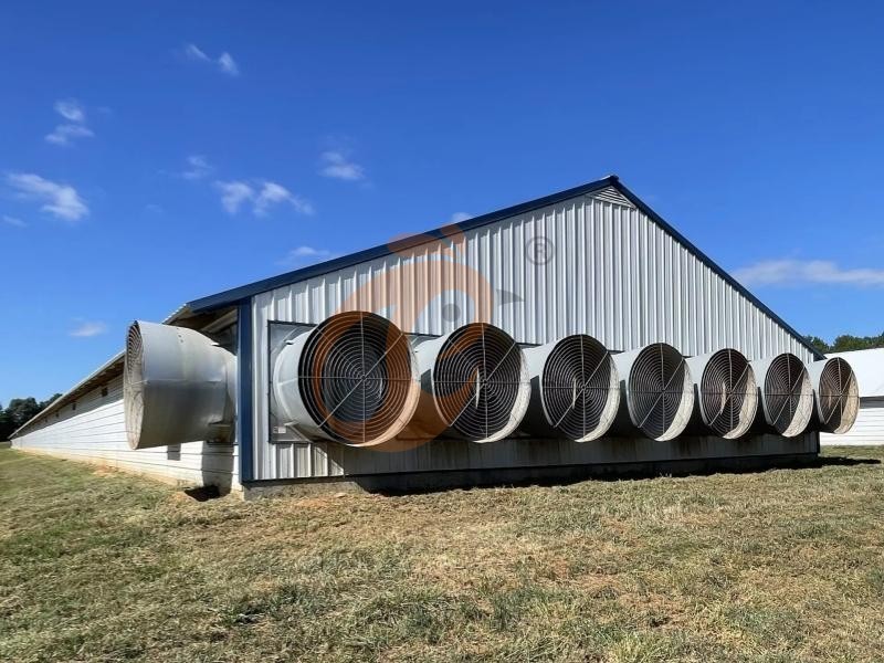 What Is A Poultry Farm? Meaning, Types, And How It Works