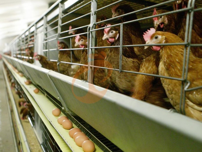 What Are the Different Types of Poultry Farms? Layers, Broilers, Breeders and Pullets